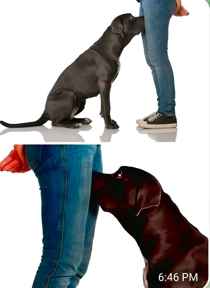 IF your dog 🦮🦮 is sniffing your genital area, it means you have…Read more
